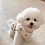 Bichon Frise