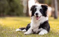 Border Collie
